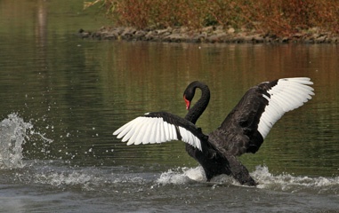 Black swan